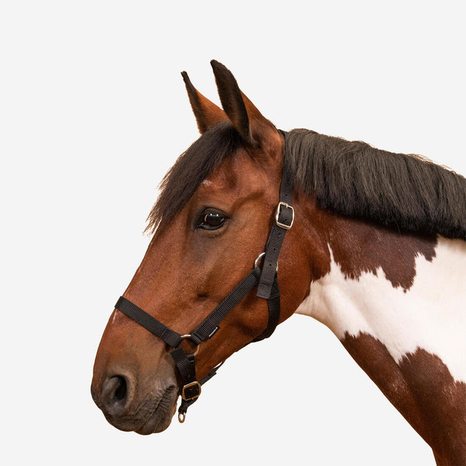 





Cabezada Cuadra Equitación Caballo/Poni Schooling, photo 1 of 3