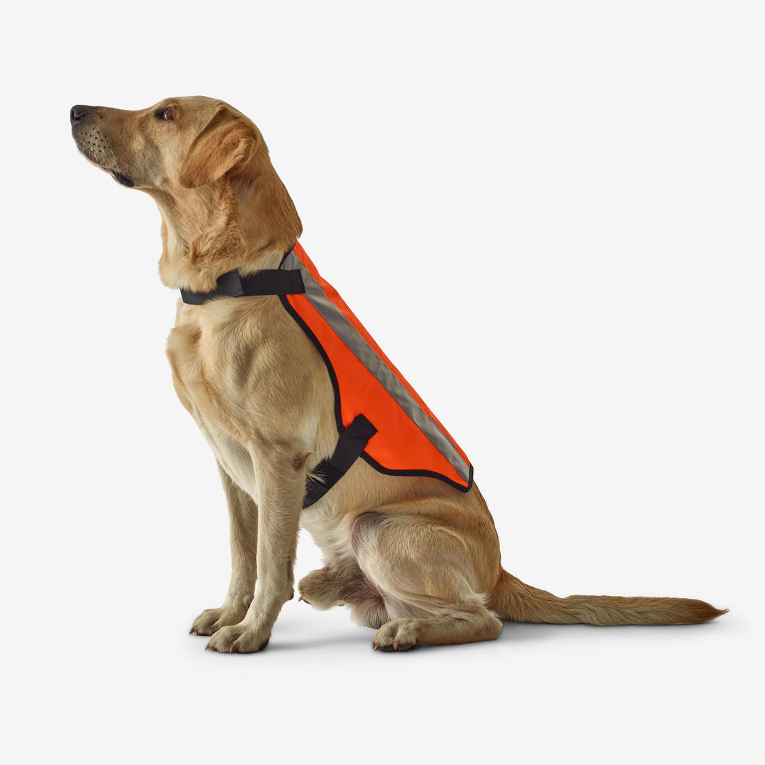 IMG_8222988_1